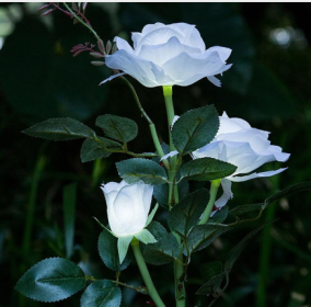 white rose lantern 3LED white romantic rose lantern (Option: White with light)